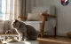 Köpeklerde Kalp Hastalıkları ve Belirtileri