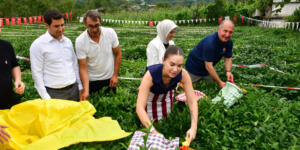 Ece Mumay Arhavi’de Çay Topladı