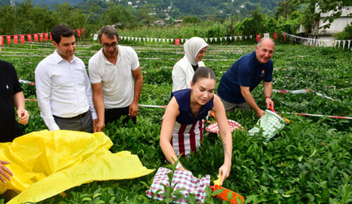 Ece Mumay Arhavi’de Çay Topladı