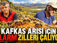 KAFKAS ARISI İÇİN ALARM ZİLLERİ ÇALIYOR