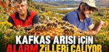 KAFKAS ARISI İÇİN ALARM ZİLLERİ ÇALIYOR