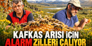 KAFKAS ARISI İÇİN ALARM ZİLLERİ ÇALIYOR