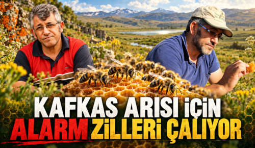 KAFKAS ARISI İÇİN ALARM ZİLLERİ ÇALIYOR