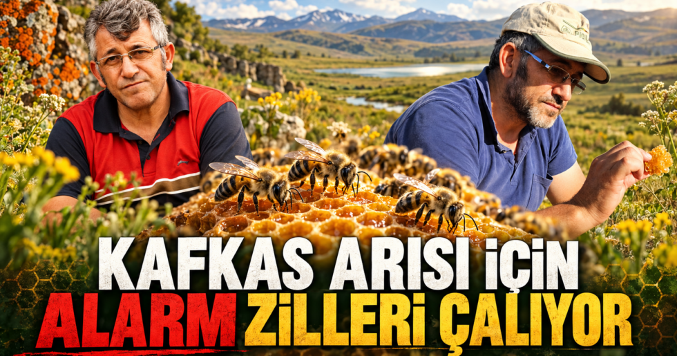 KAFKAS ARISI İÇİN ALARM ZİLLERİ ÇALIYOR